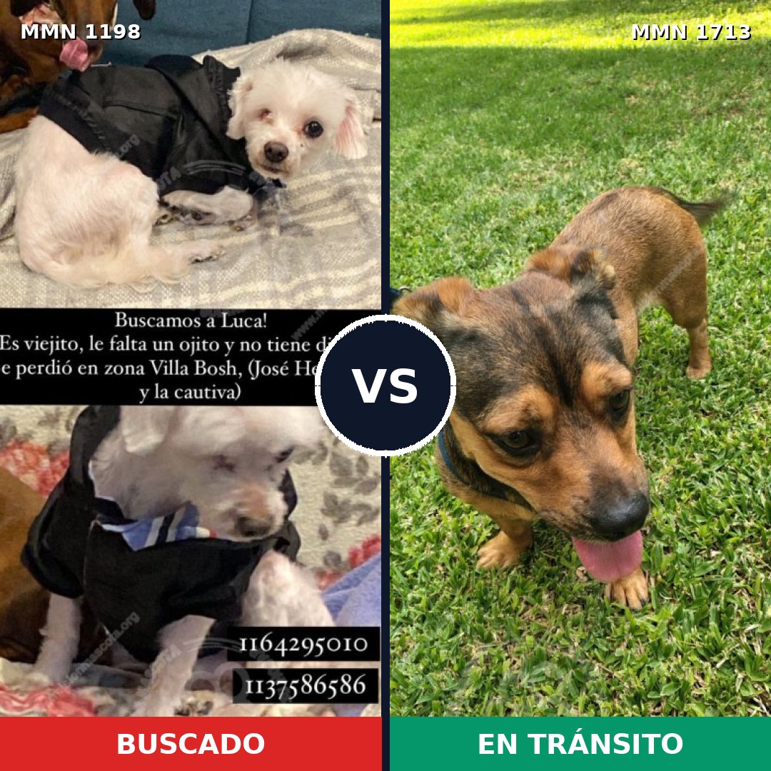 Comparativa MMS 37826: mascota perdida y mascota encontrada, 52% de similitud