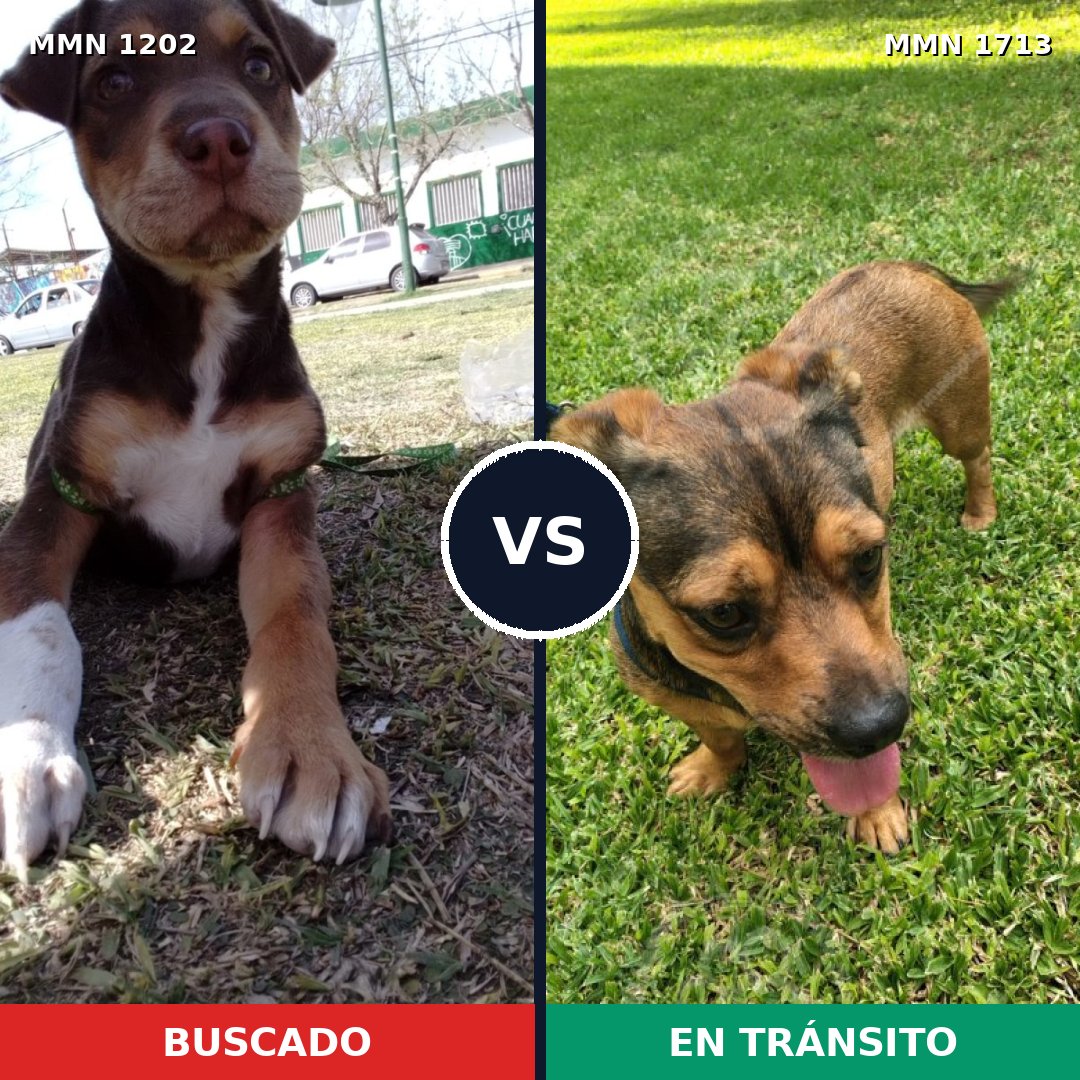 Comparativa MMS 37827: mascota perdida y mascota encontrada, 34% de similitud