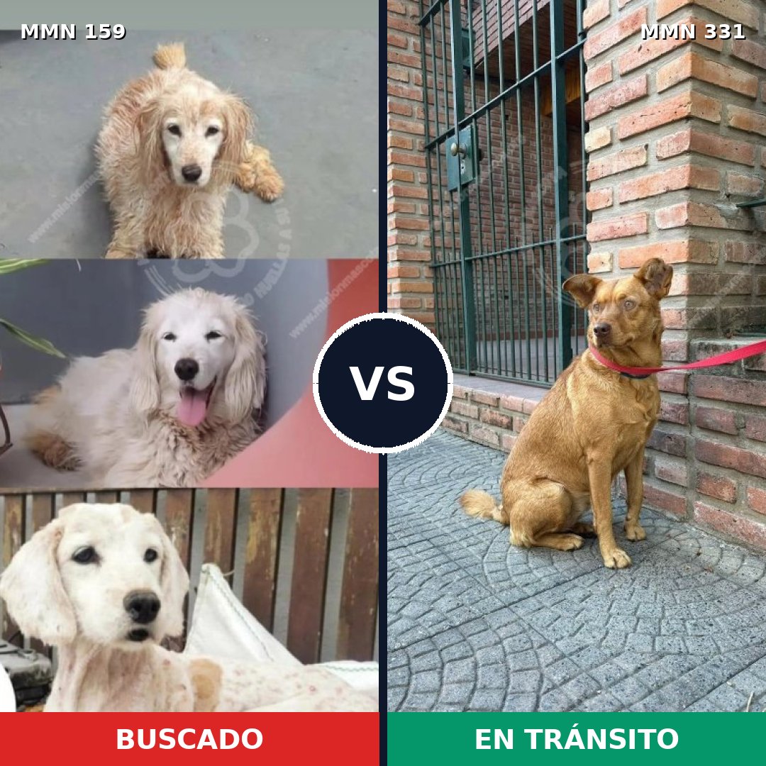 Comparativa MMS 3783: mascota perdida y mascota encontrada, 67% de similitud