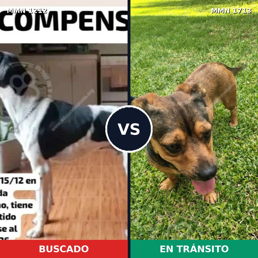 Comparativa MMS 37830: mascota perdida y mascota encontrada, 34% de similitud