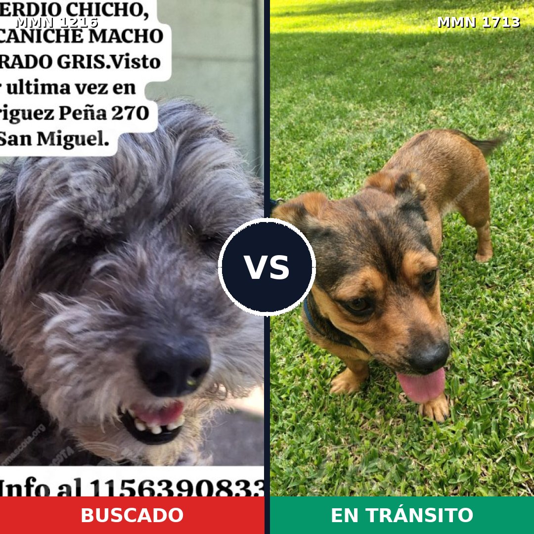 Comparativa MMS 37831: mascota perdida y mascota encontrada, 40% de similitud