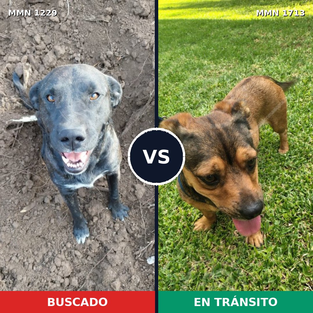 Comparativa MMS 37832: mascota perdida y mascota encontrada, 29% de similitud