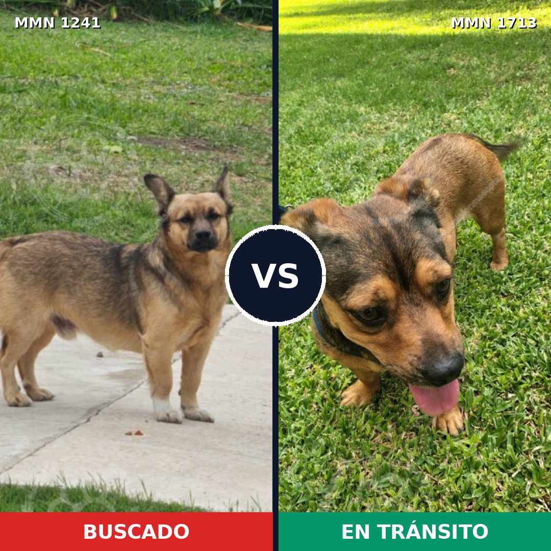 Comparativa MMS 37833: mascota perdida y mascota encontrada, 84% de similitud