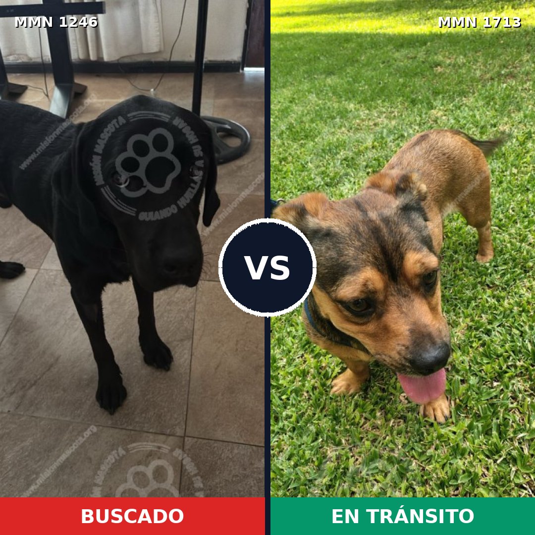 Comparativa MMS 37834: mascota perdida y mascota encontrada, 43% de similitud
