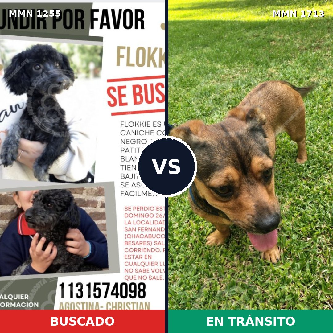 Comparativa MMS 37836: mascota perdida y mascota encontrada, 52% de similitud