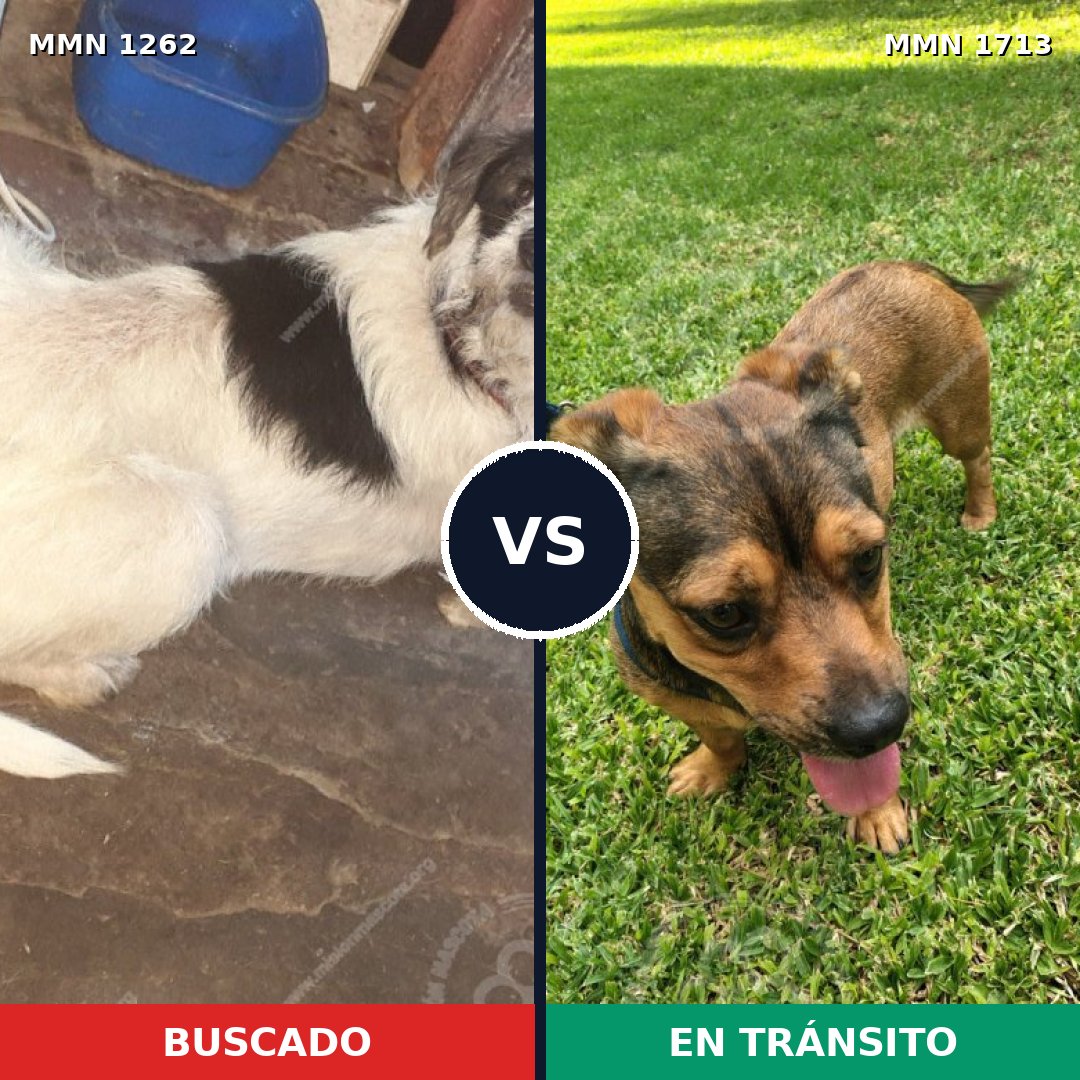Comparativa MMS 37837: mascota perdida y mascota encontrada, 62% de similitud