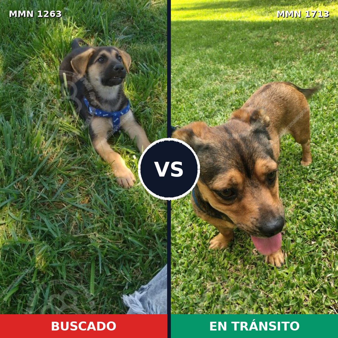 Comparativa MMS 37838: mascota perdida y mascota encontrada, 39% de similitud
