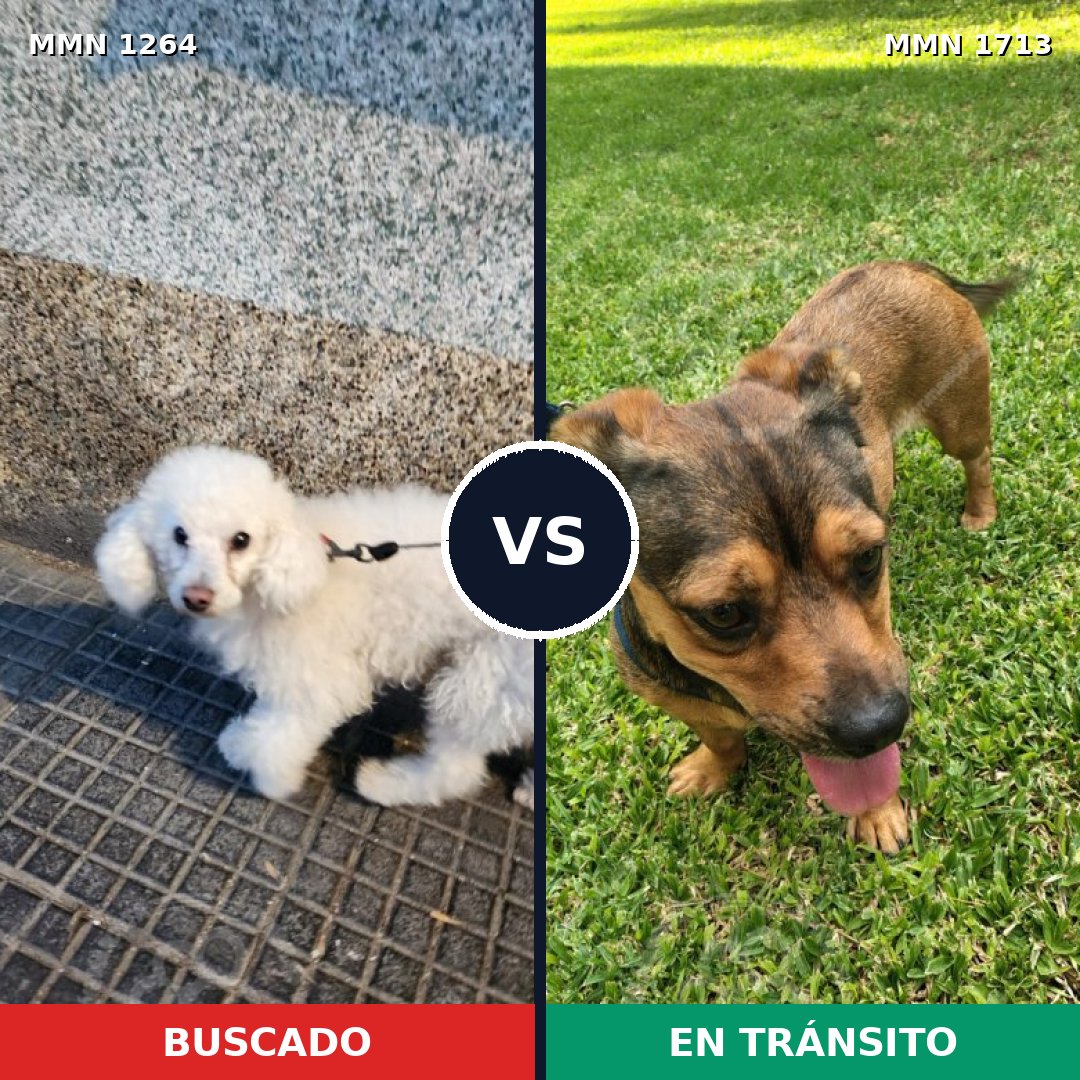 Comparativa MMS 37839: mascota perdida y mascota encontrada, 53% de similitud