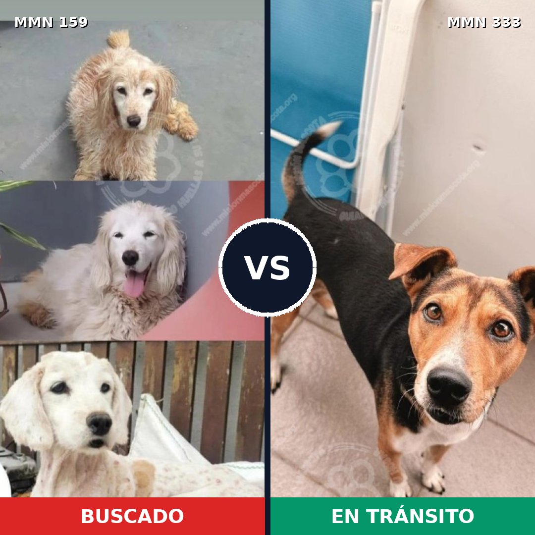 Comparativa MMS 3784: mascota perdida y mascota encontrada, 61% de similitud