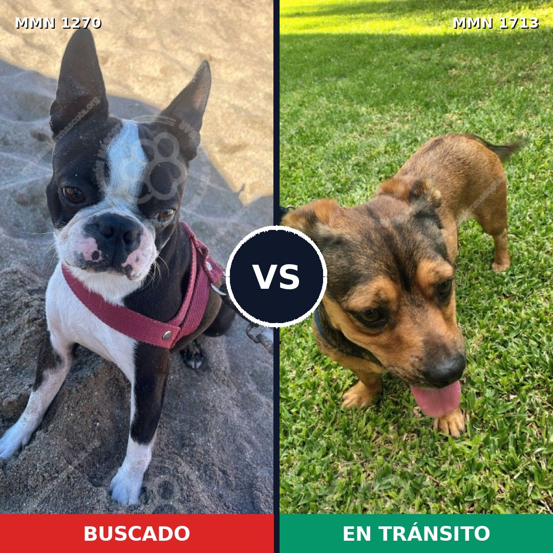 Comparativa MMS 37840: mascota perdida y mascota encontrada, 53% de similitud
