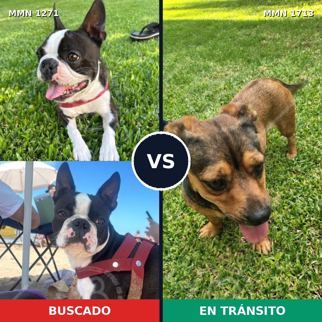 Comparativa MMS 37841: mascota perdida y mascota encontrada, 53% de similitud