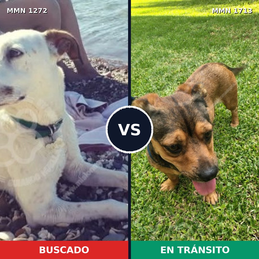 Comparativa MMS 37842: mascota perdida y mascota encontrada, 58% de similitud