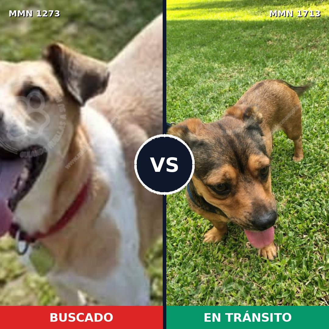 Comparativa MMS 37843: mascota perdida y mascota encontrada, 56% de similitud
