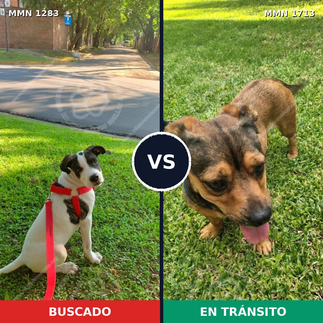 Comparativa MMS 37844: mascota perdida y mascota encontrada, 83% de similitud