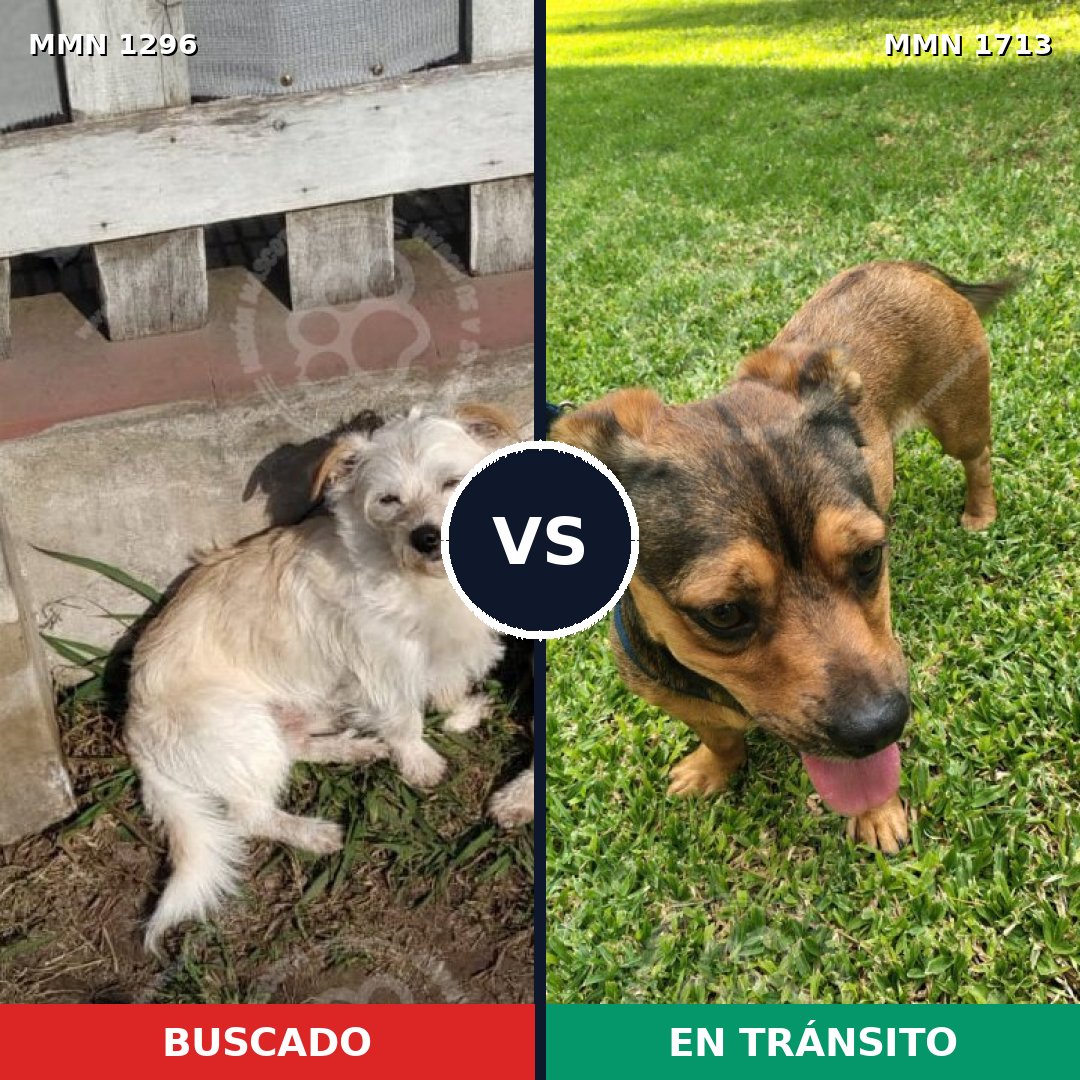 Comparativa MMS 37847: mascota perdida y mascota encontrada, 75% de similitud