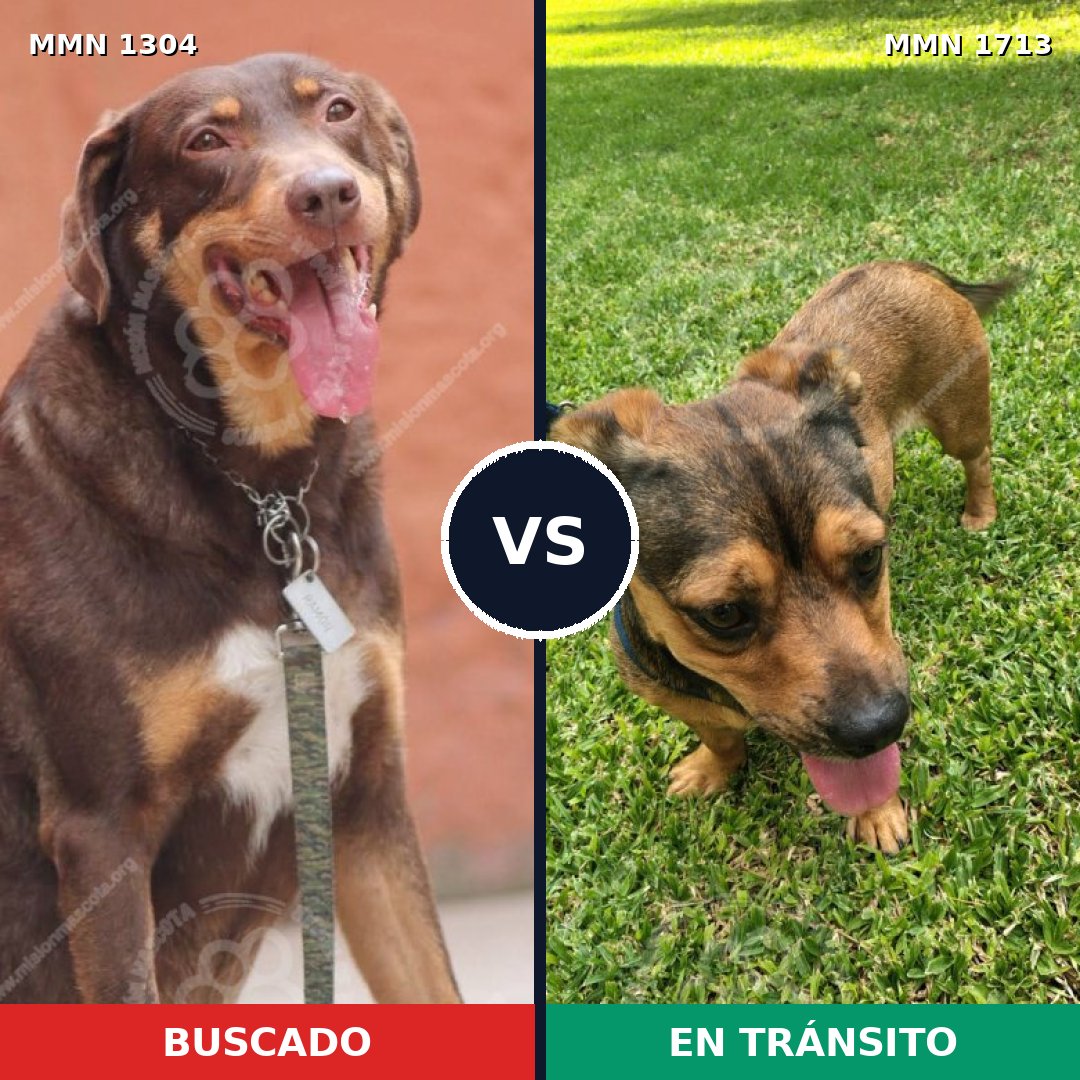 Comparativa MMS 37849: mascota perdida y mascota encontrada, 54% de similitud
