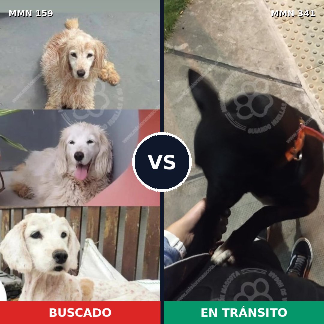 Comparativa MMS 3785: mascota perdida y mascota encontrada, 47% de similitud