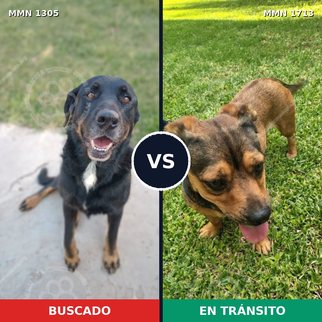 Comparativa MMS 37850: mascota perdida y mascota encontrada, 49% de similitud