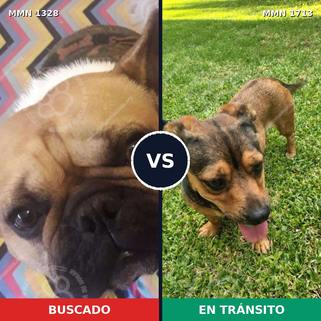 Comparativa MMS 37852: mascota perdida y mascota encontrada, 41% de similitud