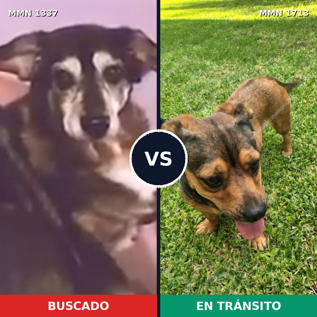 Comparativa MMS 37853: mascota perdida y mascota encontrada, 54% de similitud