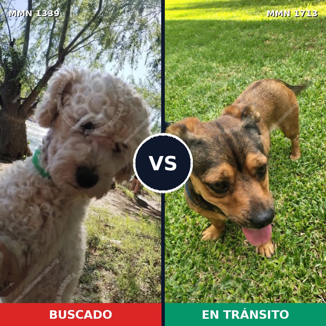 Comparativa MMS 37854: mascota perdida y mascota encontrada, 25% de similitud