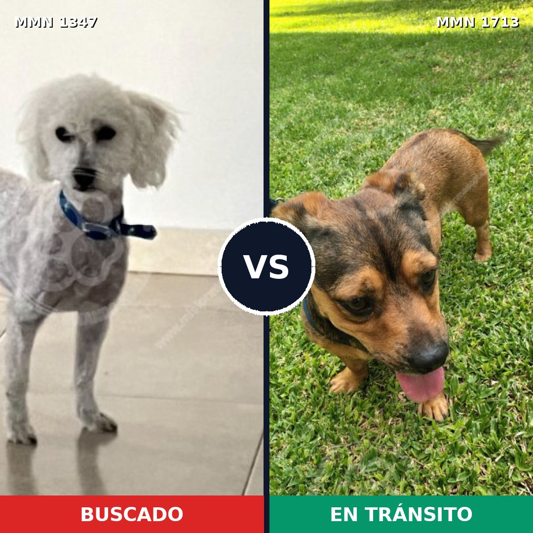 Comparativa MMS 37855: mascota perdida y mascota encontrada, 26% de similitud