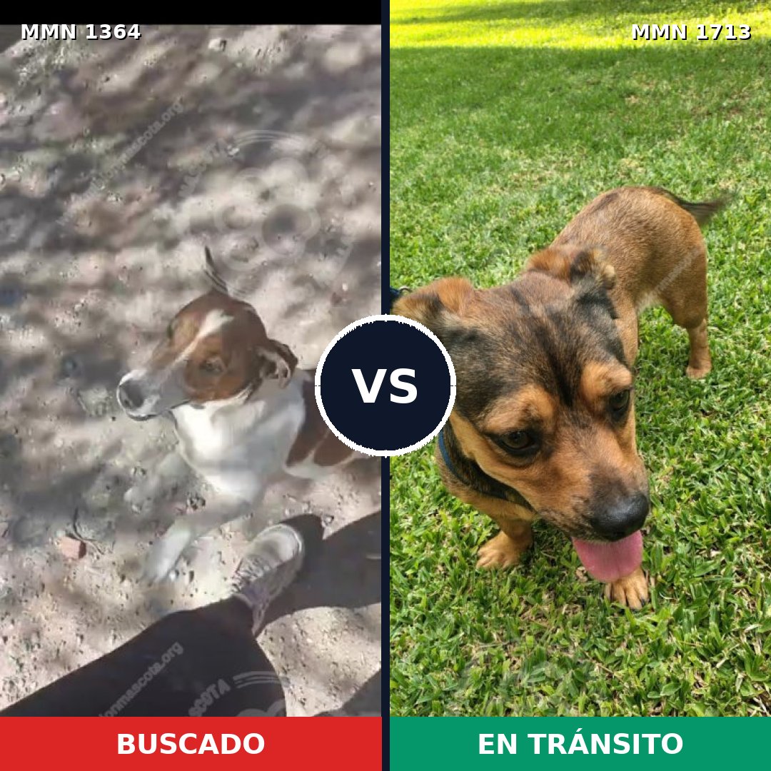 Comparativa MMS 37857: mascota perdida y mascota encontrada, 45% de similitud