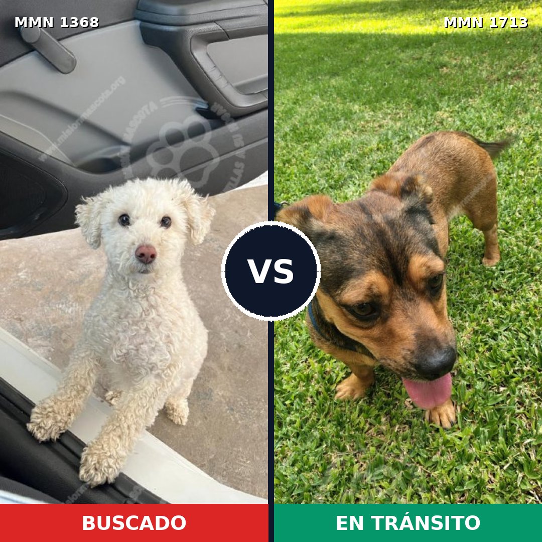 Comparativa MMS 37858: mascota perdida y mascota encontrada, 53% de similitud