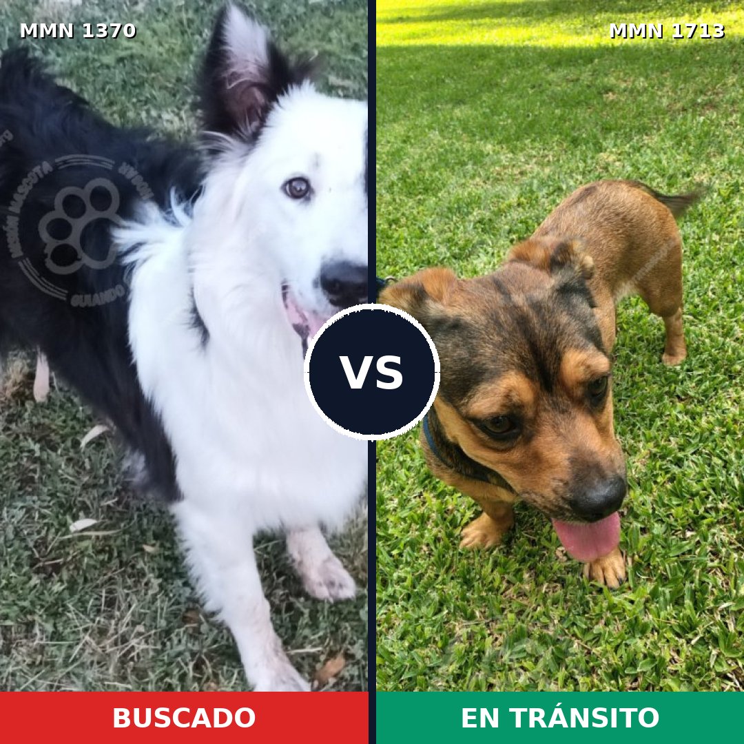 Comparativa MMS 37859: mascota perdida y mascota encontrada, 22% de similitud