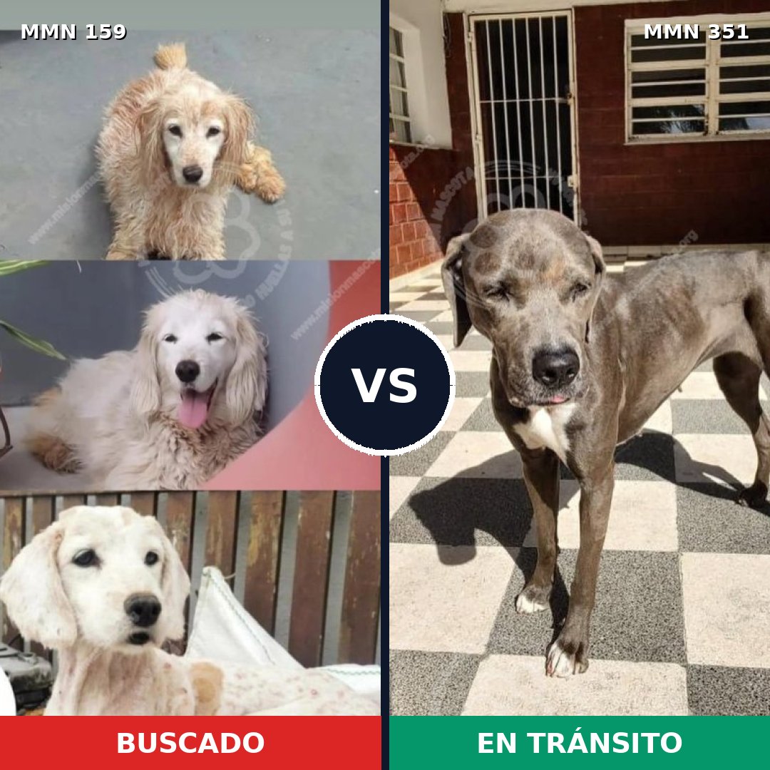 Comparativa MMS 3786: mascota perdida y mascota encontrada, 2% de similitud