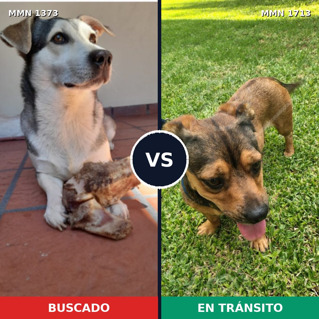 Comparativa MMS 37860: mascota perdida y mascota encontrada, 76% de similitud