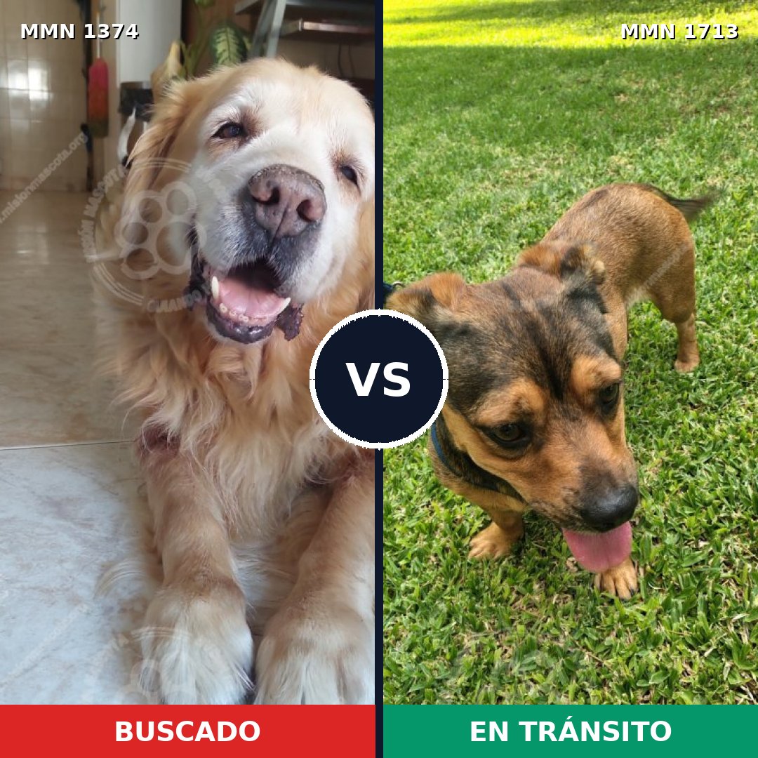 Comparativa MMS 37861: mascota perdida y mascota encontrada, 30% de similitud