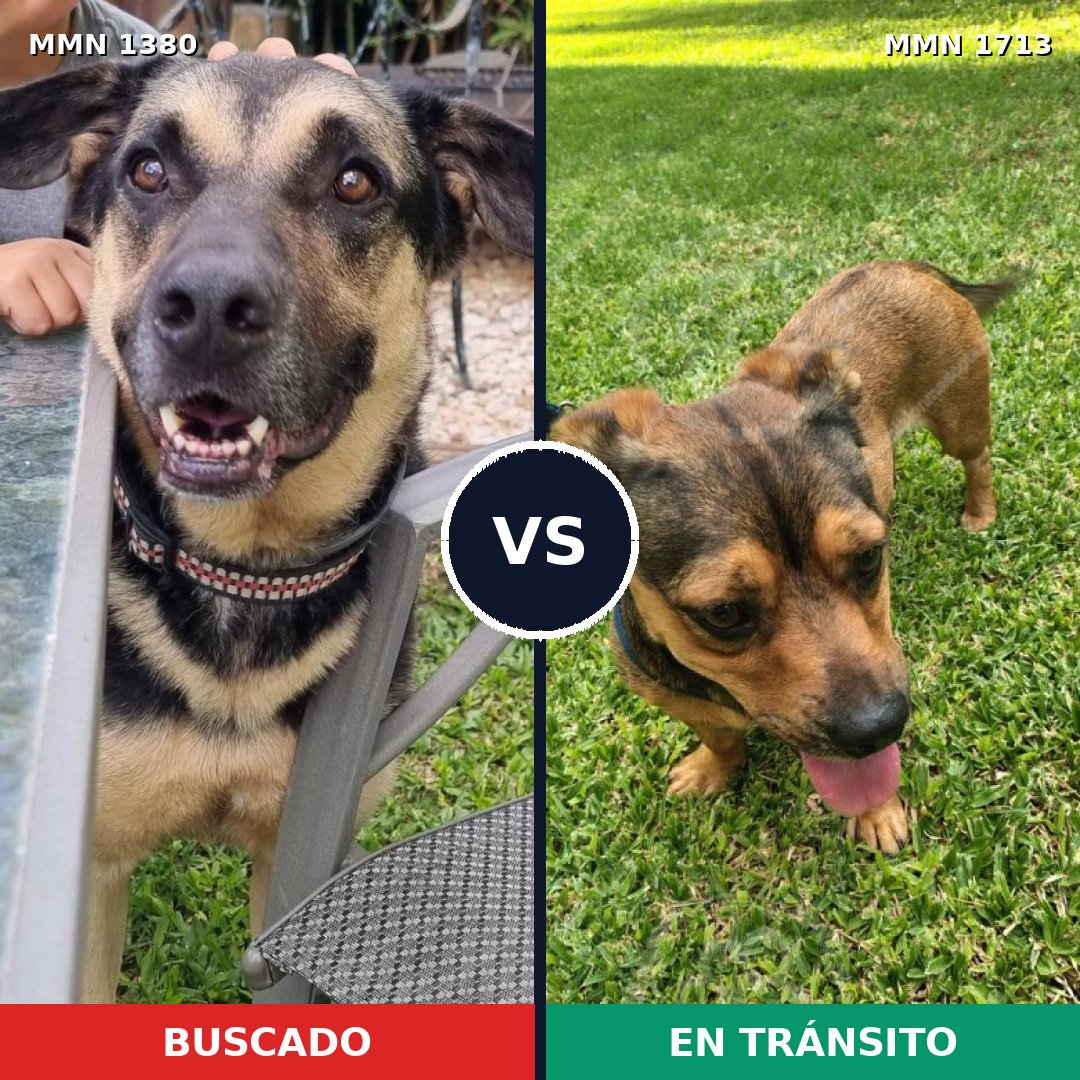 Comparativa MMS 37863: mascota perdida y mascota encontrada, 51% de similitud