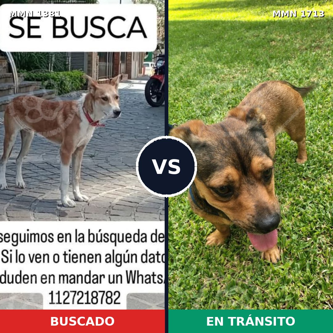 Comparativa MMS 37864: mascota perdida y mascota encontrada, 59% de similitud