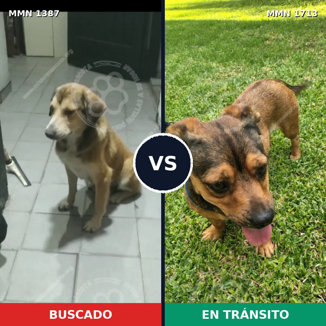 Comparativa MMS 37865: mascota perdida y mascota encontrada, 51% de similitud