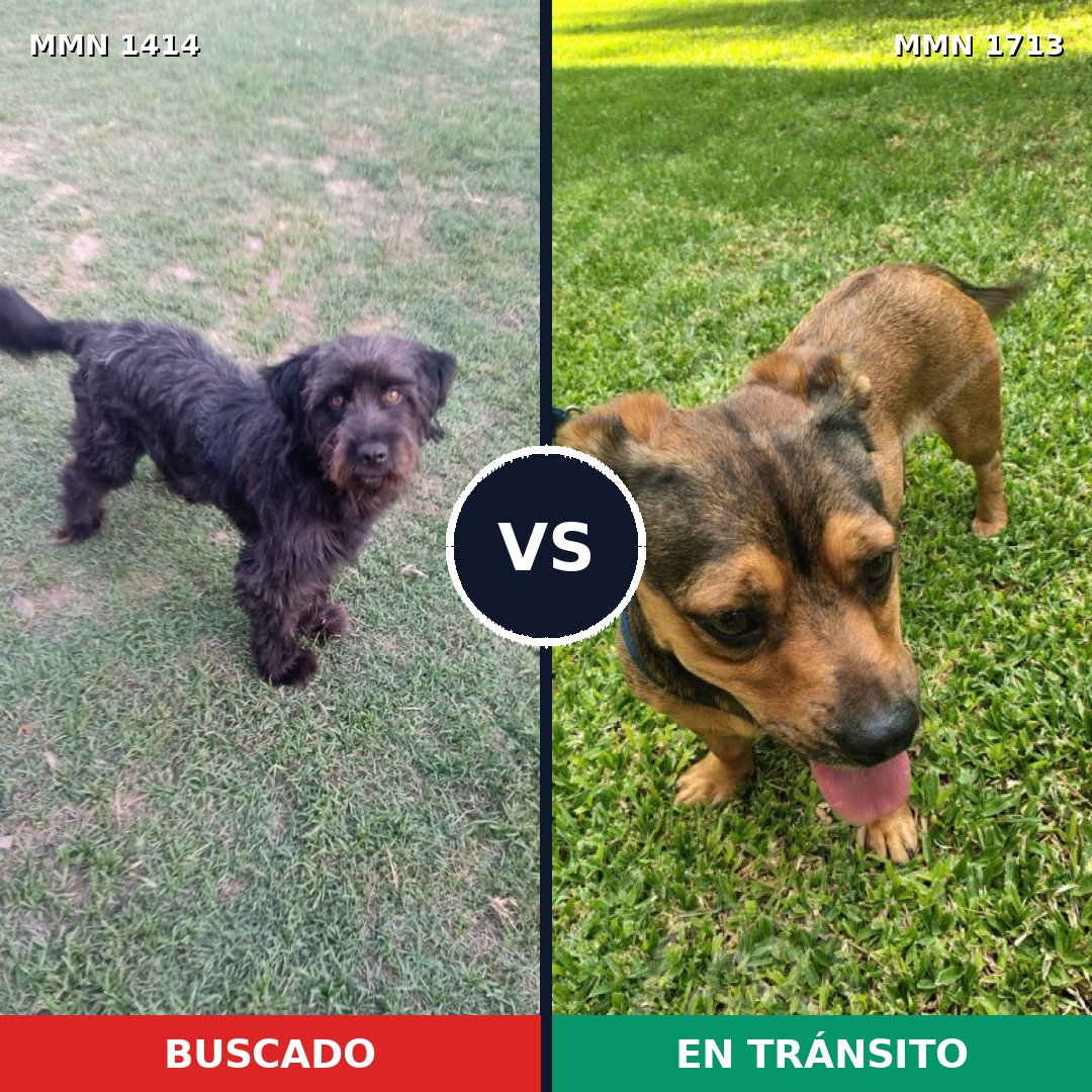 Comparativa MMS 37867: mascota perdida y mascota encontrada, 40% de similitud
