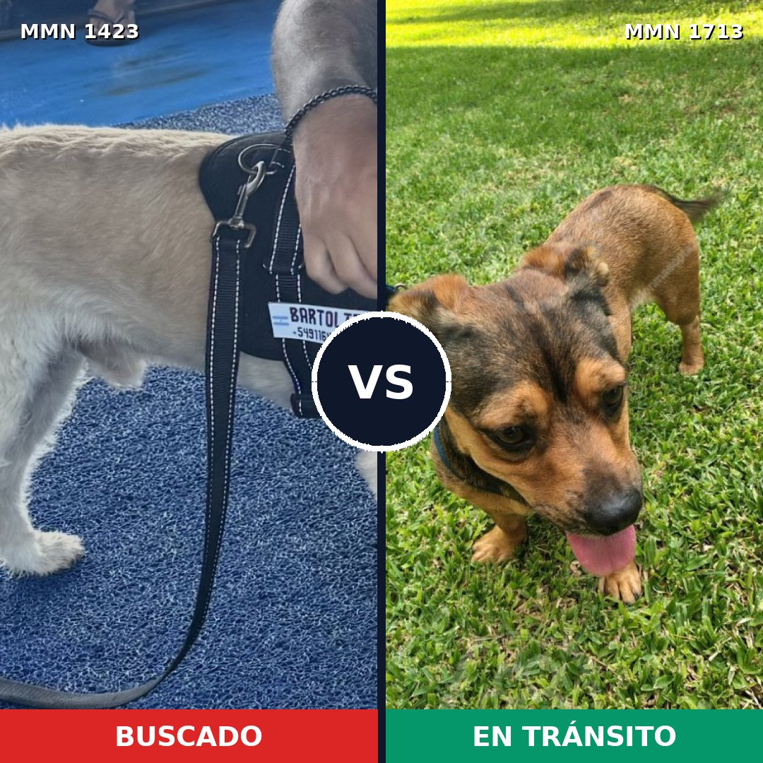 Comparativa MMS 37868: mascota perdida y mascota encontrada, 61% de similitud