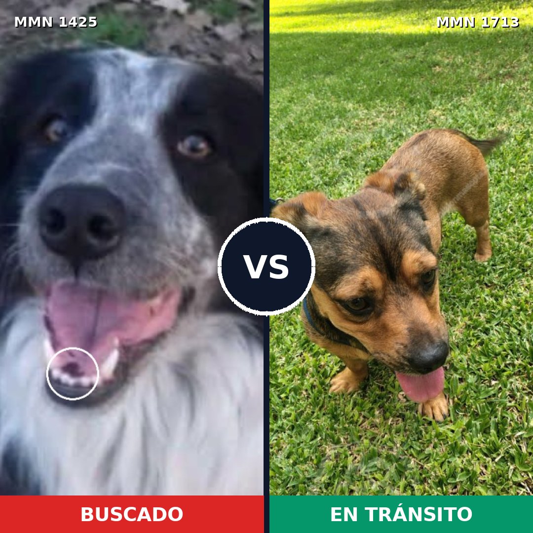 Comparativa MMS 37869: mascota perdida y mascota encontrada, 31% de similitud