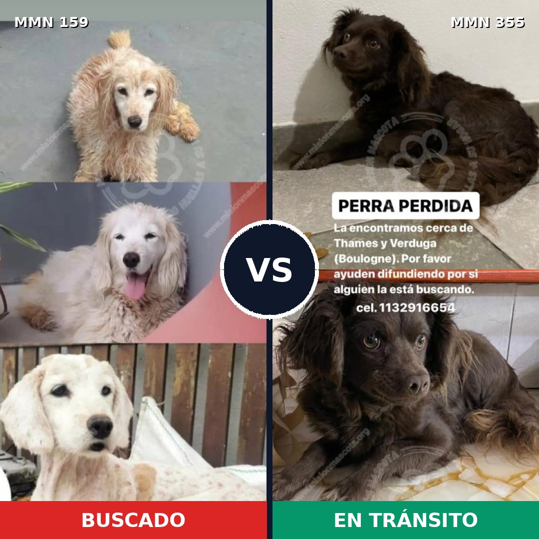 Comparativa MMS 3787: mascota perdida y mascota encontrada, 46% de similitud