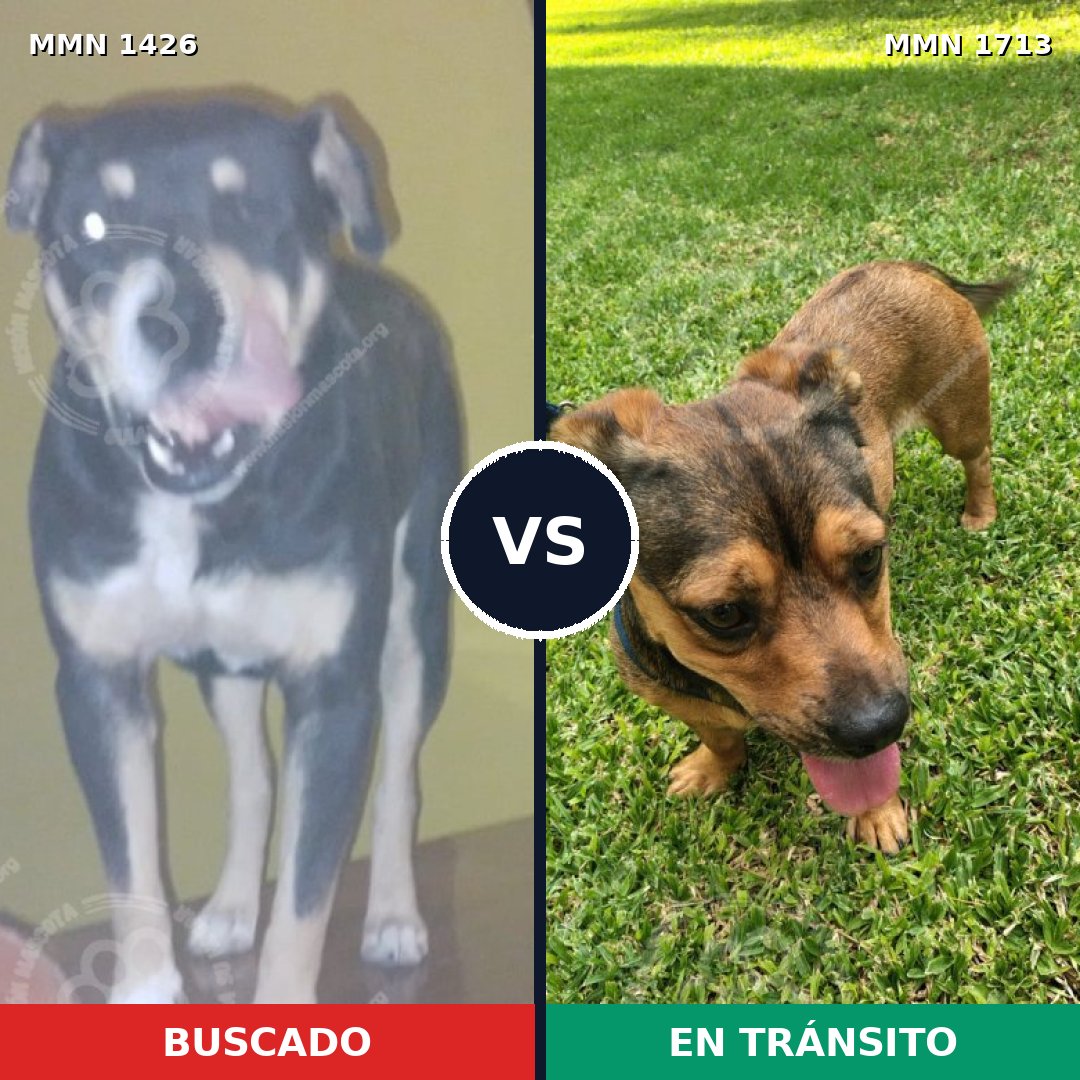 Comparativa MMS 37870: mascota perdida y mascota encontrada, 64% de similitud