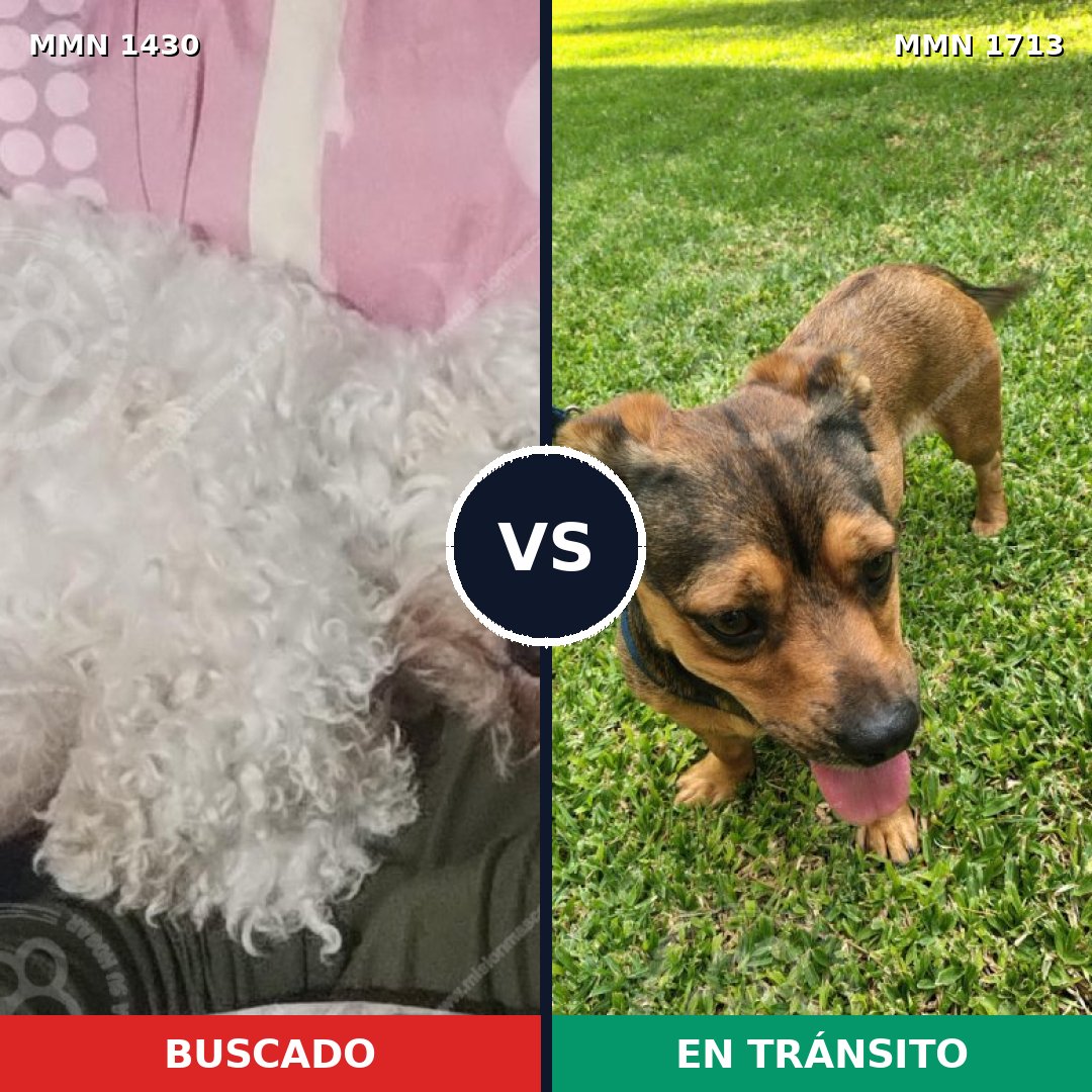 Comparativa MMS 37871: mascota perdida y mascota encontrada, 51% de similitud