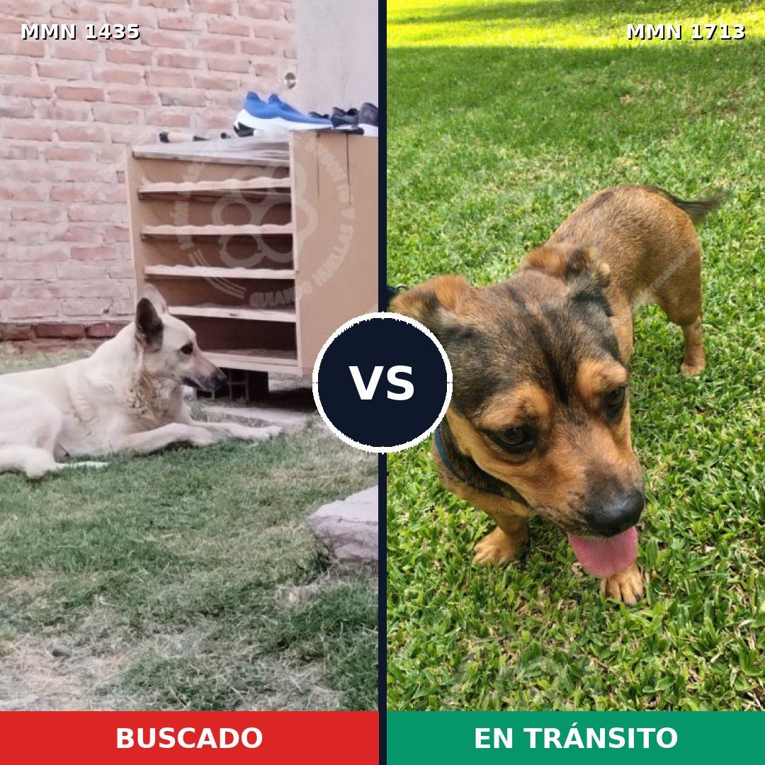Comparativa MMS 37872: mascota perdida y mascota encontrada, 48% de similitud