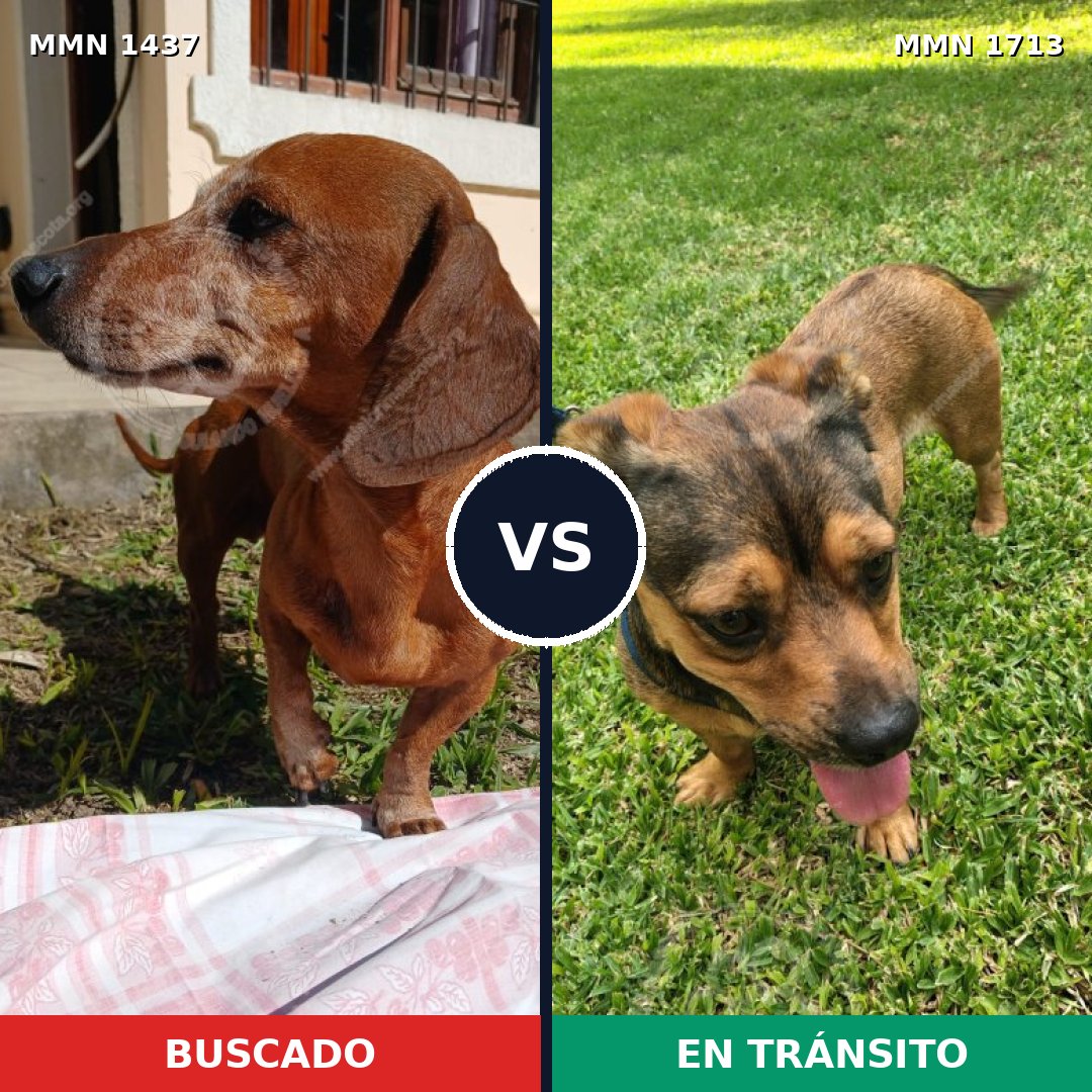 Comparativa MMS 37874: mascota perdida y mascota encontrada, 48% de similitud
