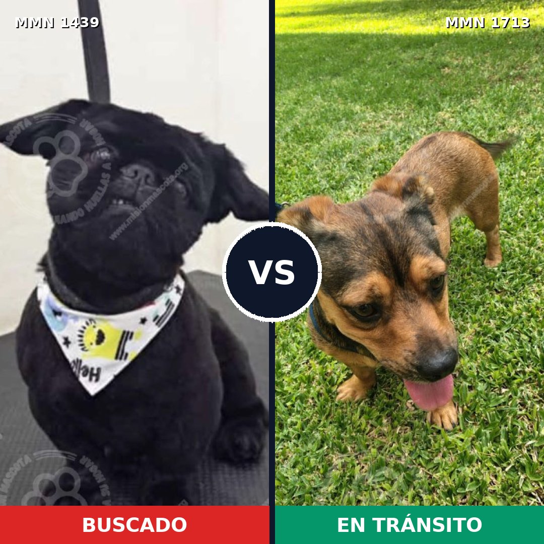 Comparativa MMS 37875: mascota perdida y mascota encontrada, 47% de similitud