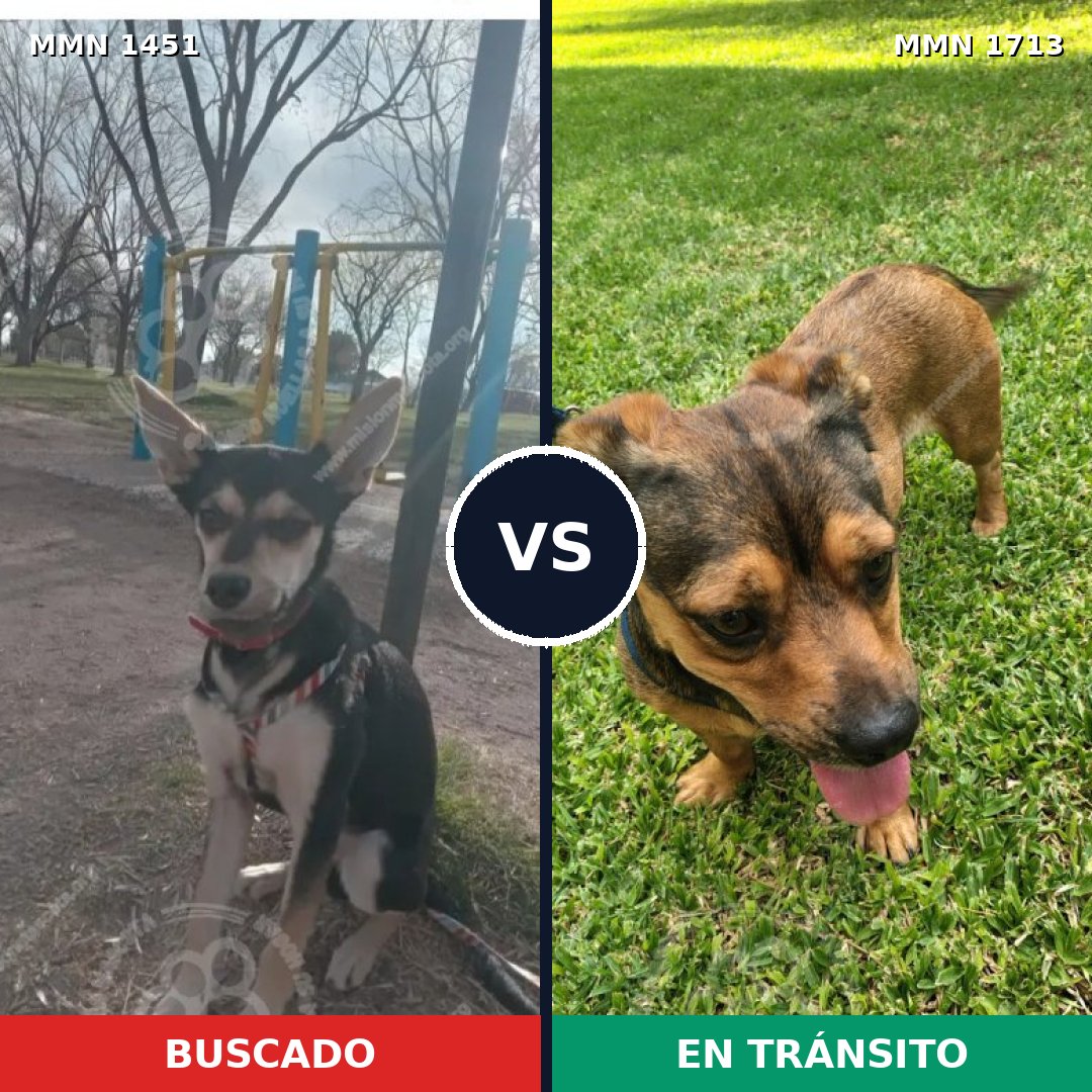 Comparativa MMS 37877: mascota perdida y mascota encontrada, 64% de similitud