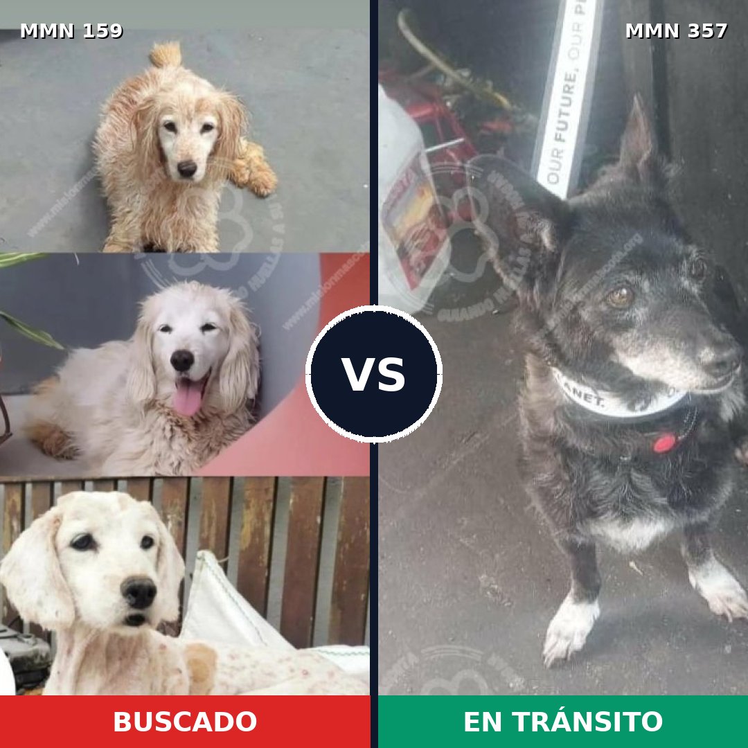 Comparativa MMS 3788: mascota perdida y mascota encontrada, 51% de similitud