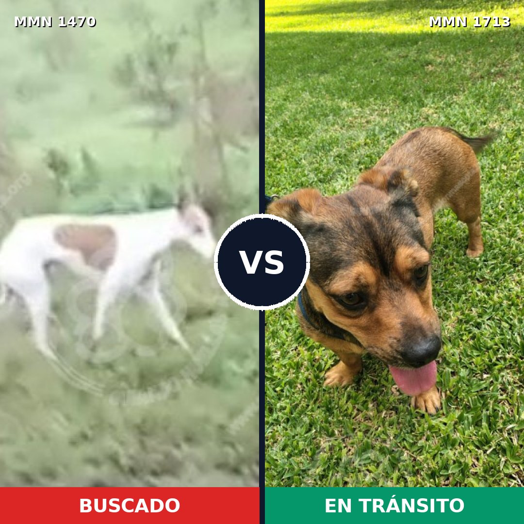 Comparativa MMS 37880: mascota perdida y mascota encontrada, 40% de similitud