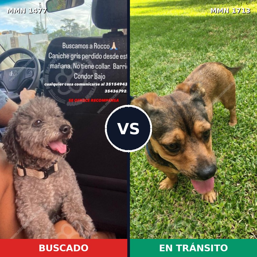 Comparativa MMS 37881: mascota perdida y mascota encontrada, 39% de similitud