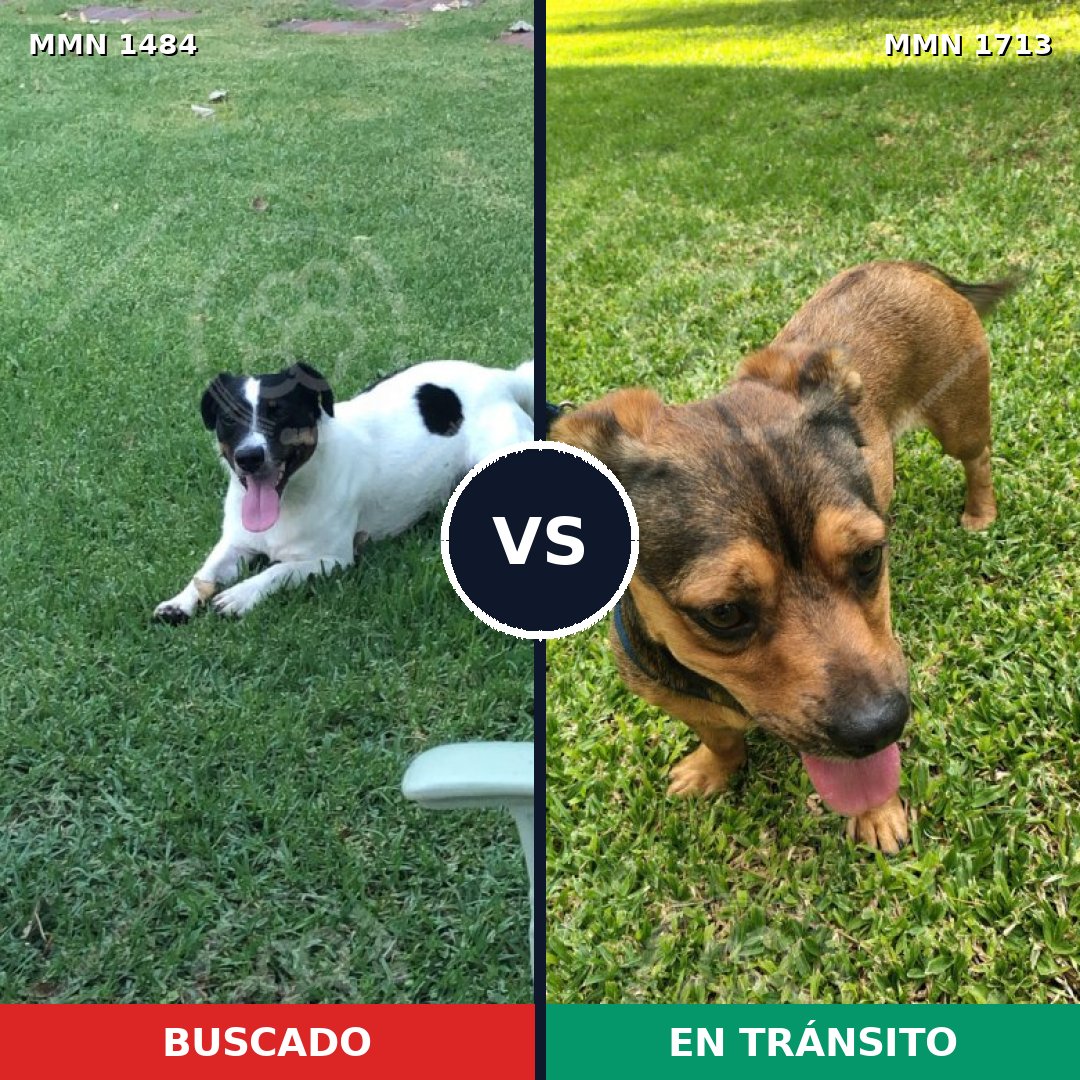 Comparativa MMS 37882: mascota perdida y mascota encontrada, 59% de similitud
