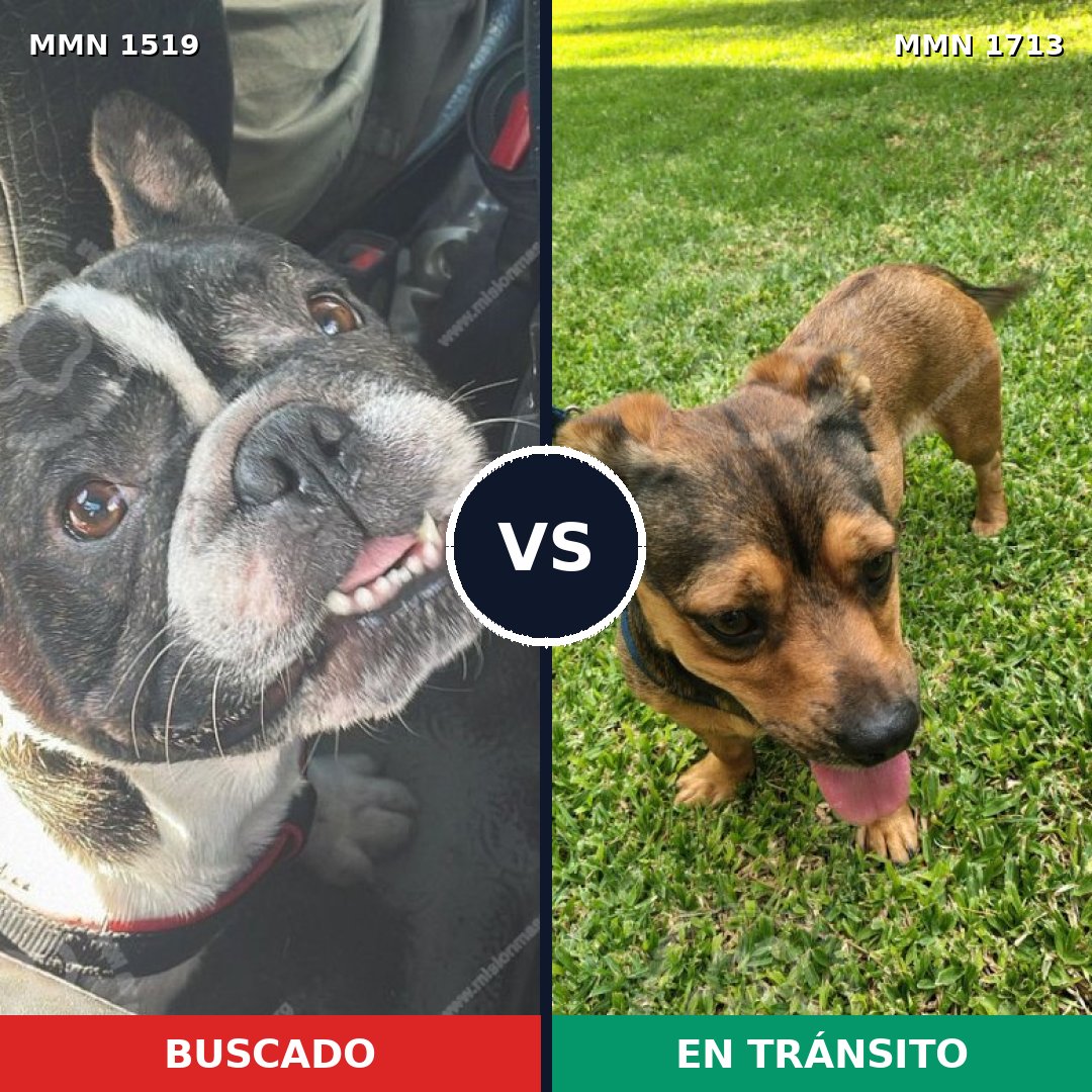 Comparativa MMS 37883: mascota perdida y mascota encontrada, 35% de similitud